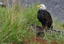 Canadian Rockies 12.JPG