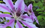 Gärten & Parks - Staudenpflanzen Clematis 03.JPG