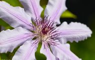 Gärten & Parks - Staudenpflanzen Clematis 04.JPG