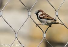 Heimische Gartenvögel - Gefiederte Freunde - Sperling.JPG