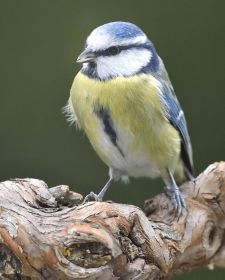 Native Birds of Britain - Blue Tit.JPG