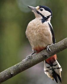 Native Birds of Britain - Great Spotted Woodpecker.JPG