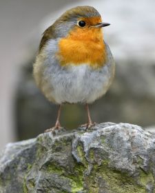 Native Birds of Britain - Robin.JPG
