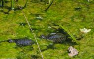 Reptilien, Schildkröten - Europäische Sumpfschildkröte_Emys orbicularis_European Pond Tortoise 03.JPG
