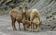 Tiere, Säugetiere - Huftiere  Dickhornschafwidder_Ovis canadensis_Bighorn Sheep 10.JPG