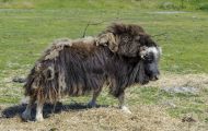 Tiere, Säugetiere - Huftiere  Moschusochse_Ovibos moschatus_Muskox 03.JPG