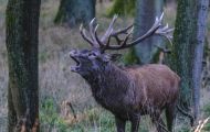 Tiere, Säugetiere - Huftiere  Rothirsch_Cervus elaphus_Elk 08.JPG
