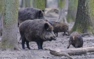 Tiere, Säugetiere - Huftiere  Wildschwein_Sus scrofa_Wild Boar 08.JPG