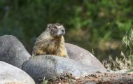 Tiere, Säugetiere - Nagetiere  Gelbbauchmurmeltier_ Marmota flaviventris_Yellow Bellied Marmot 01.JPG