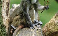 Tiere, Säugetiere - Primaten  Brazza Meerkatze_Cercopithecus neglectus_De Brazza's Monkey 03.JPG