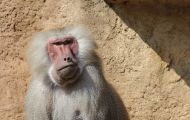 Tiere, Säugetiere - Primaten  Pavian_Papio_Baboon 03.JPG