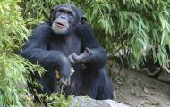 Tiere, Säugetiere - Primaten  Schimpanse_Pan troglodytes_Common Chimpanzee 06.JPG