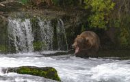 Tiere, Säugetiere - Raubtiere  Braunbär_Ursus arctos_Brown (Grizzly) Bear 09.JPG