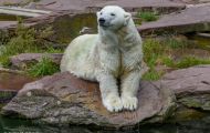 Tiere, Säugetiere - Raubtiere  Eisbär_Ursus maritimus_Polar Bear 02.JPG