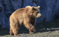 Tiere, Säugetiere - Raubtiere  Europäischer Braunbär_Ursus arctos arctos_Eurasian brown bear 01.JPG
