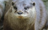 Tiere, Säugetiere - Raubtiere  Fischotter_Lutra lutra_Eurasian River Otter 01.JPG
