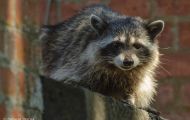 Tiere, Säugetiere - Raubtiere  Waschbär_Procyon lotor_Raccoon 06.JPG
