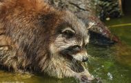 Tiere, Säugetiere - Raubtiere  Waschbär_Procyon lotor_Raccoon 09.JPG