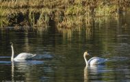 Tiere, Vögel - Gänsevögel  Zwergschwan_Cygnus columbianus_Tundra Swan 01.JPG