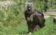 Tiere, Vögel - Greifvögel Gänsegeier_Gyps fulvus_Griffon Vulture 03.JPG