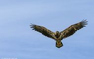 Tiere, Vögel - Greifvögel Steinadler_Aquila chrysaetos_Golden Eagle 02.JPG