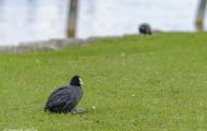 Tiere, Vögel - Kranichvögel  Blässhuhn_Fulica atra_Eurasian Coot 02.JPG
