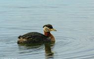 Tiere, Vögel - Lappentaucher  Rothalstaucher_Podiceps grisegena_Red-necked Grebe 02.JPG