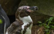 Tiere, Vögel - Pinguine  Humboldtpinguin_Spheniscus humboldti_Peruvian Penguin 02.JPG