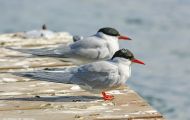 Tiere, Vögel - Regenpfeiferartige Vögel  Flussseeschwalbe_Sterna hirundo_Common Tern 03.JPG