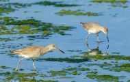 Tiere, Vögel - Regenpfeiferartige Vögel  Schlammtreter_Catoptrophorus semipalmatus_Willet 01.JPG