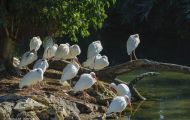 Tiere, Vögel - Ruderfüßer  Schneesichler_Eudocimus albus_White Ibis 03.JPG