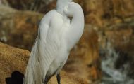 Tiere, Vögel - Ruderfüßer  Silberreiher_Ardea alba_Great Egret 09.JPG