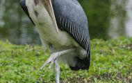 Tiere, Vögel - Schreit- und Storchenvögel  Marabu_Leptoptilos crumeniferus_Marabou Stork 01.JPG
