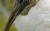 Tiere, Vögel - Schreit- und Storchenvögel  Waldstorch_Mycteria americana_Wood Stork 06.JPG