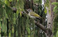 Tiere, Vögel - Spechtvögel  Grünspecht_Picus viridis_Green Woodpecker 01.JPG