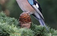Tiere, Vögel - Sperlingsvögel  Eichelhäher_Garrulus glandarius_ Eurasian Jay 06.JPG