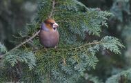 Tiere, Vögel - Sperlingsvögel  Kernbeißer_Coccothraustes coccothraustes_Hawfinch 03.JPG