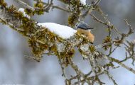 Tiere, Vögel - Sperlingsvögel  Kleiber_Sitta europaea_European Nuthatch 03.JPG