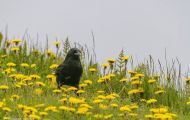 Tiere, Vögel - Sperlingsvögel  Kolkrabe_Corvus corax_Common Raven 09.JPG