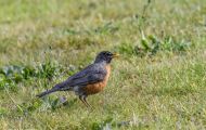 Tiere, Vögel - Sperlingsvögel  Wanderdrossel_Turdus migratorius_American Robin 06.JPG