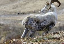 Tierwelt Alaskas - Alaska Schneeschaf.JPG