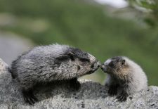 Tierwelt Alaskas - Eisgraues Murmeltier.JPG