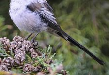 Vögel im heimischen Garten - Schwanzmeise.JPG