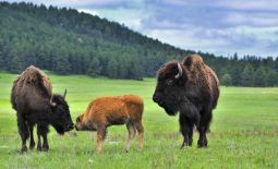 Der nordamerikanische Bison - Bisons mit Kalb im Custer State Park
