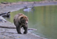 02 Braunbären in Alaska - Brooks Lake  Katmai Nat'l. Park.JPG