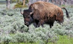 Der nordamerikanische Bison - Bison Bulle im Steppengras im Yellowstone National Park