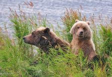 07 Braunbären in Alaska 07.JPG