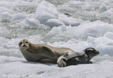 Alaskas Tierwelt - Artenvielfalt im hohen Norden - Pazifischer Seehund.JPG
