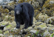 Alaskas Tierwelt - Artenvielfalt im hohen Norden - Schwarzbaer.JPG