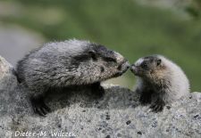 Alaskas Tierwelt - Paradies im Norden - Eisgraues Murmeltier mit Jungtier.JPG